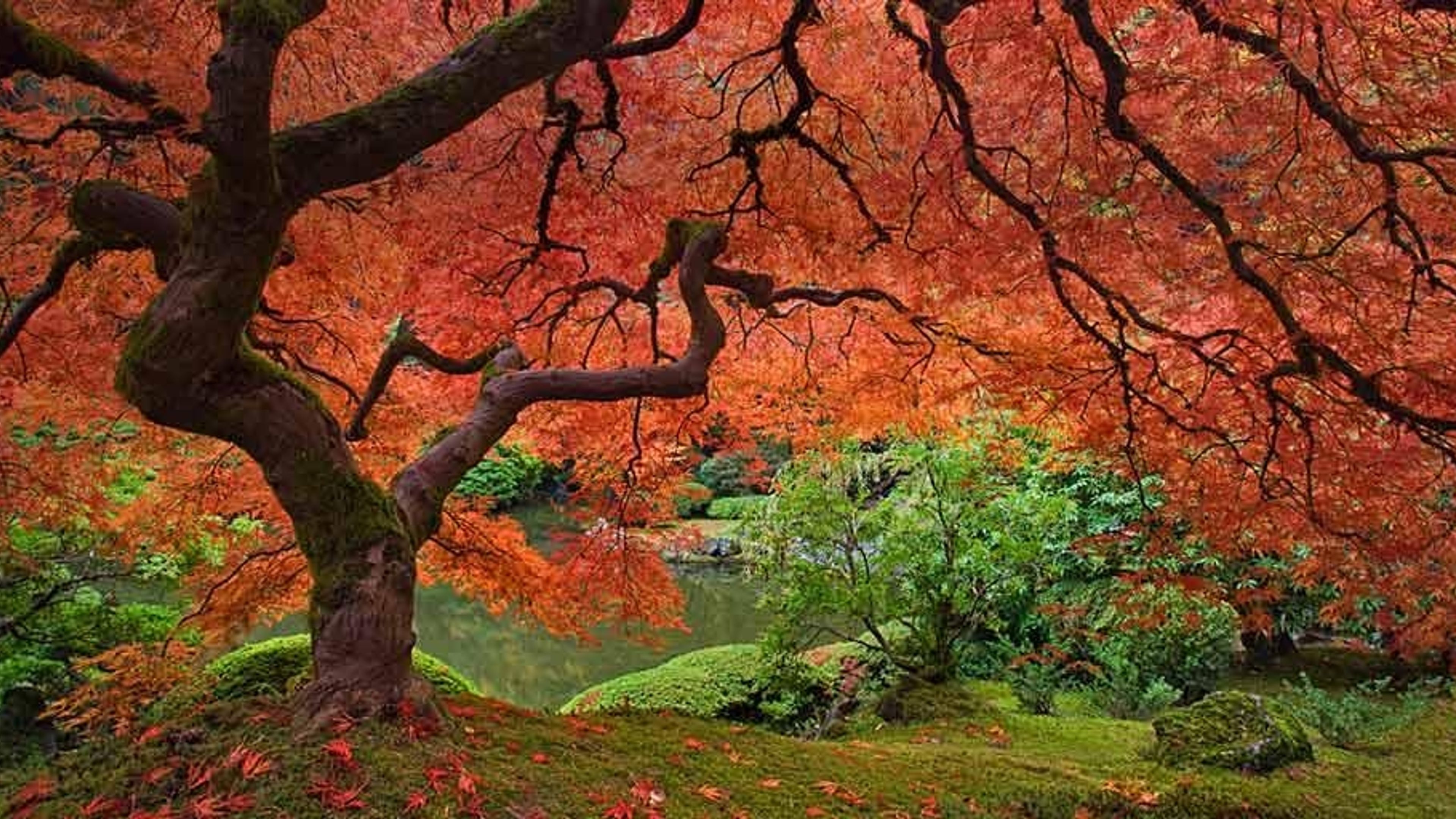 🍁 최상산 공원 단풍산(사이조산 코엔 모미지야마) 이미지 8